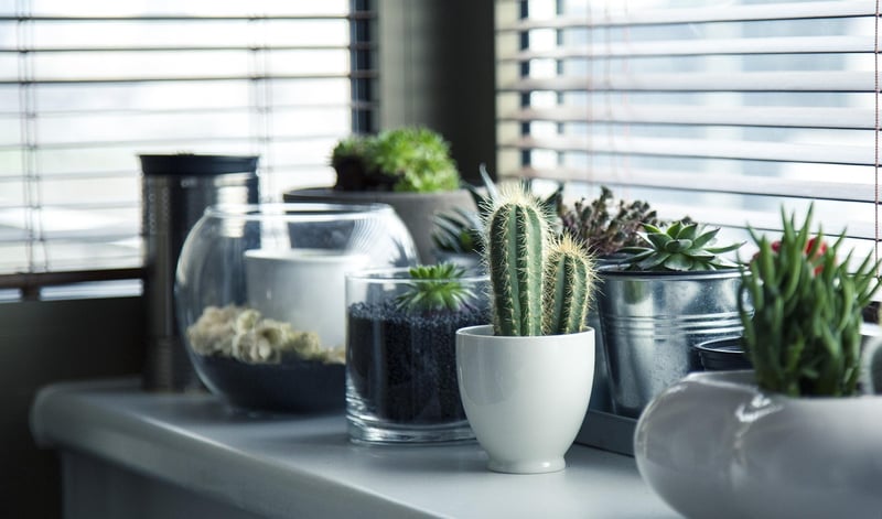 Mason Jar Planters
